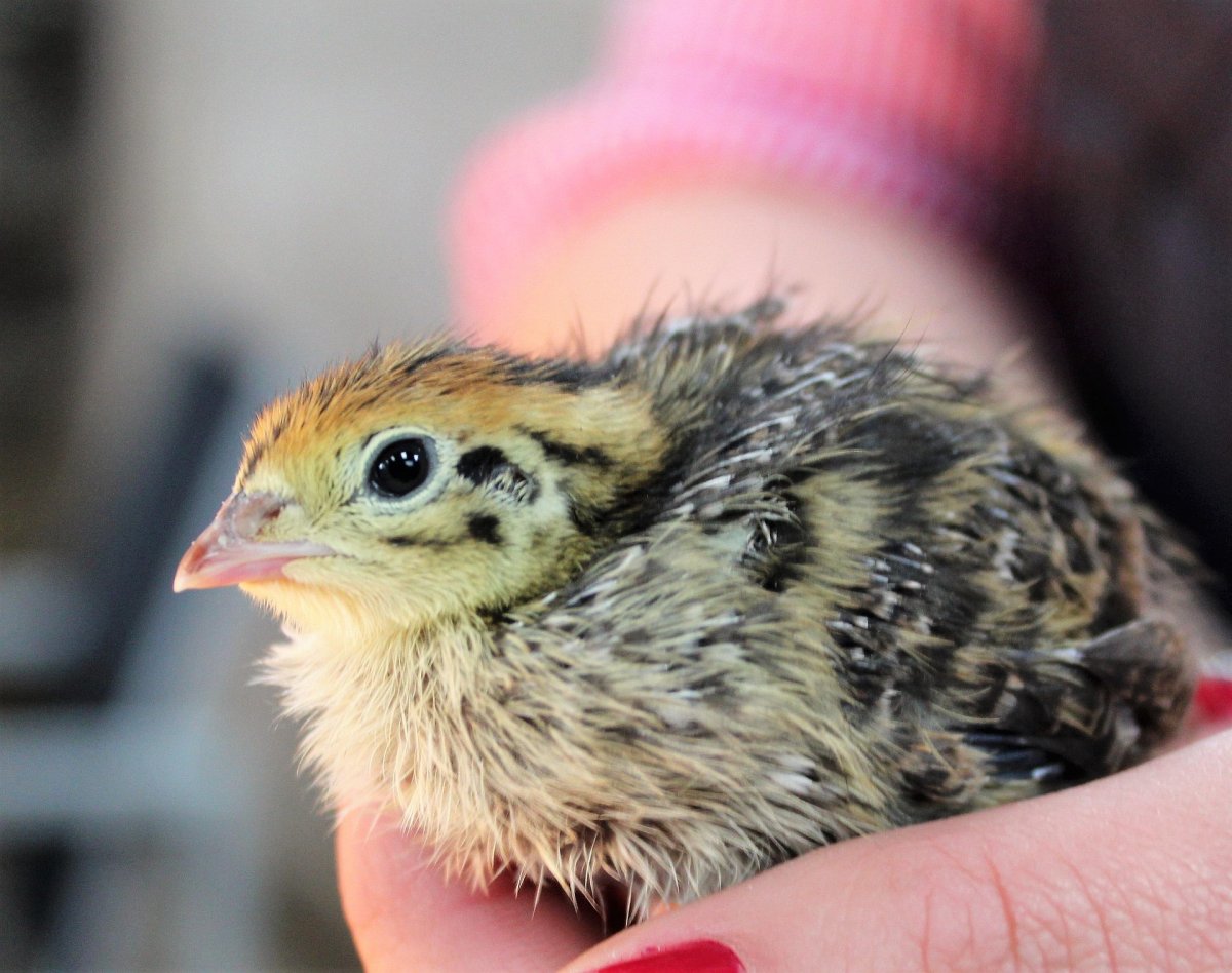 How to Successfully Incubate Japanese Quail Eggs