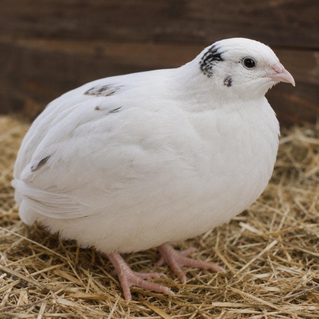 12 White Japanese Quail Hatching Eggs