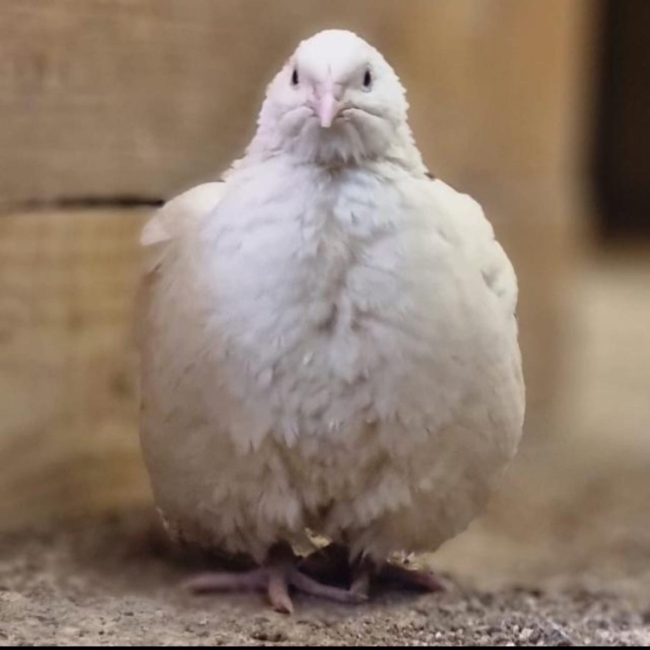 18 White Japanese Quail Hatching Eggs