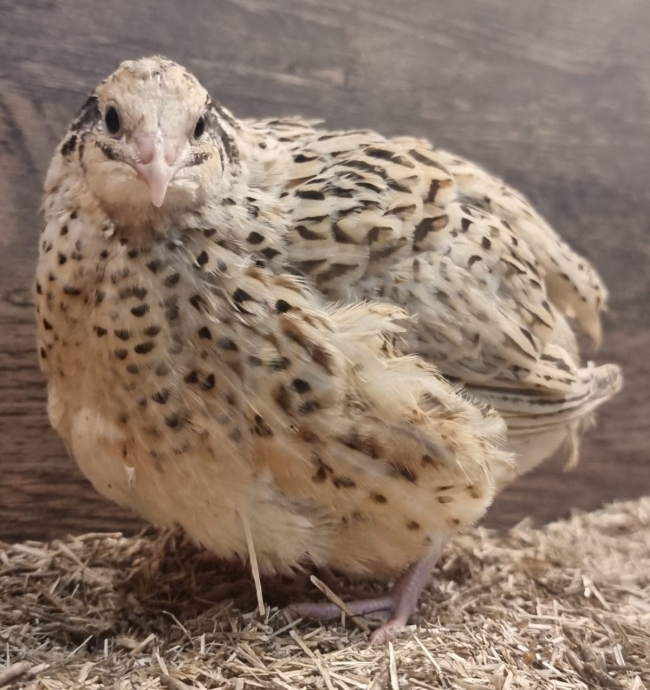 12 Isabella Japanese Quail Hatching Eggs