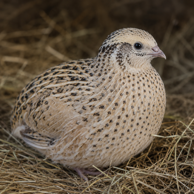 12 Isabella Japanese Quail Hatching Eggs