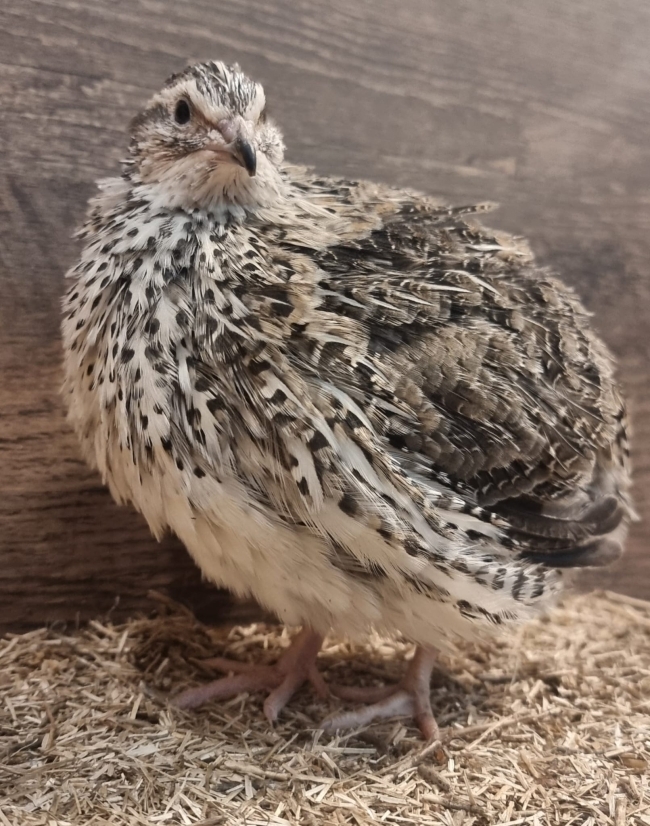 24 Wild Type (Pharaoh) Japanese Quail Hatching Eggs