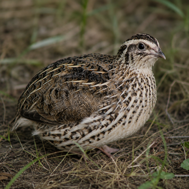 24 Wild Type (Pharaoh) Japanese Quail Hatching Eggs