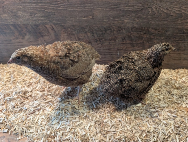 18 Fertile Sparkly Japanese Quail Eggs (Red and Black)