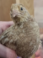 18 Fertile Sparkly Japanese Quail Eggs (Red and Black)